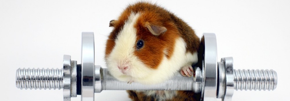 hamster